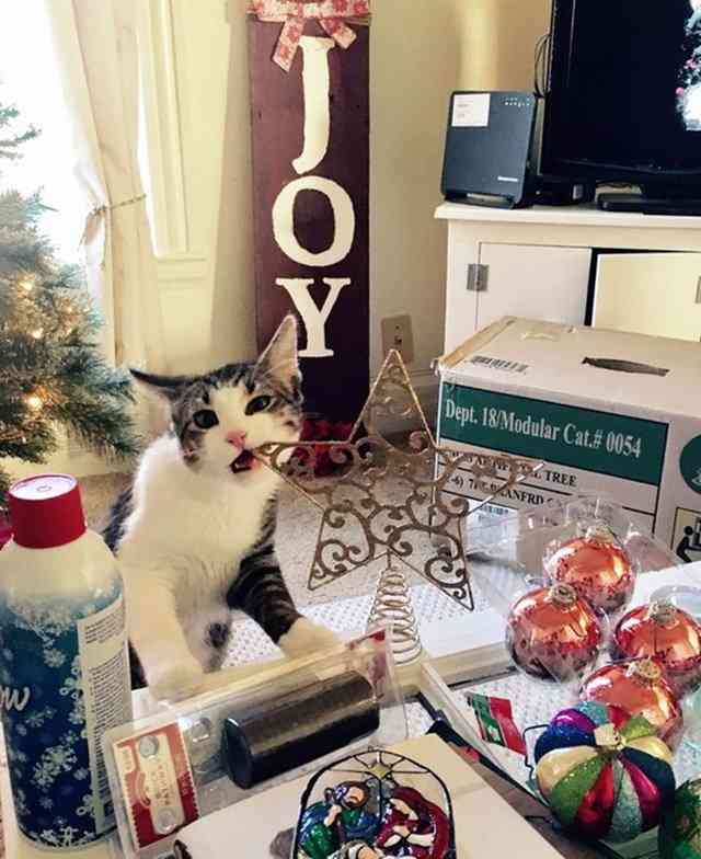 qué hago para que el gato no tumbe el árbol de navidad - Semana