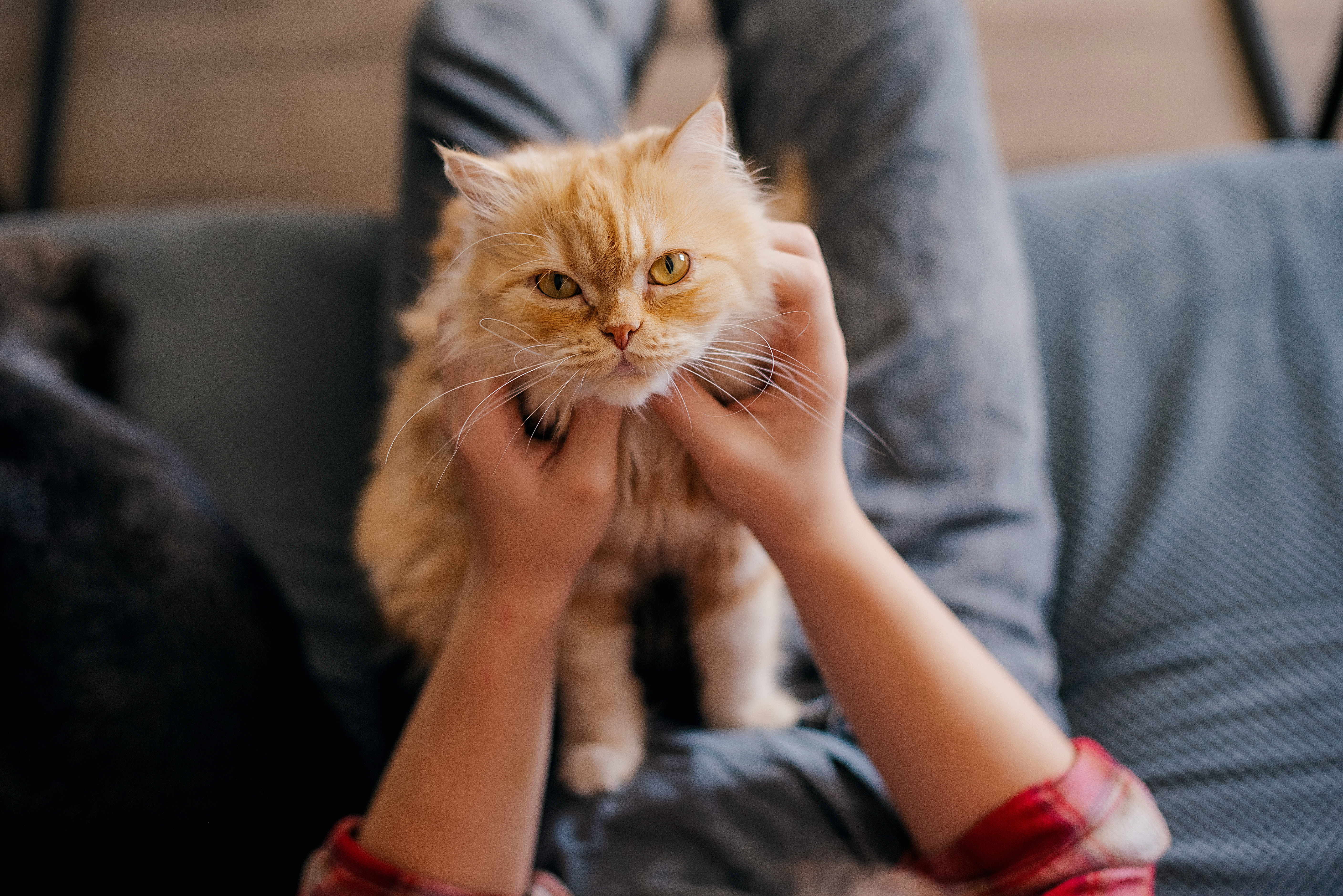 Existen varios métodos para llamar la atención de un gato sin fracasar en el intento.