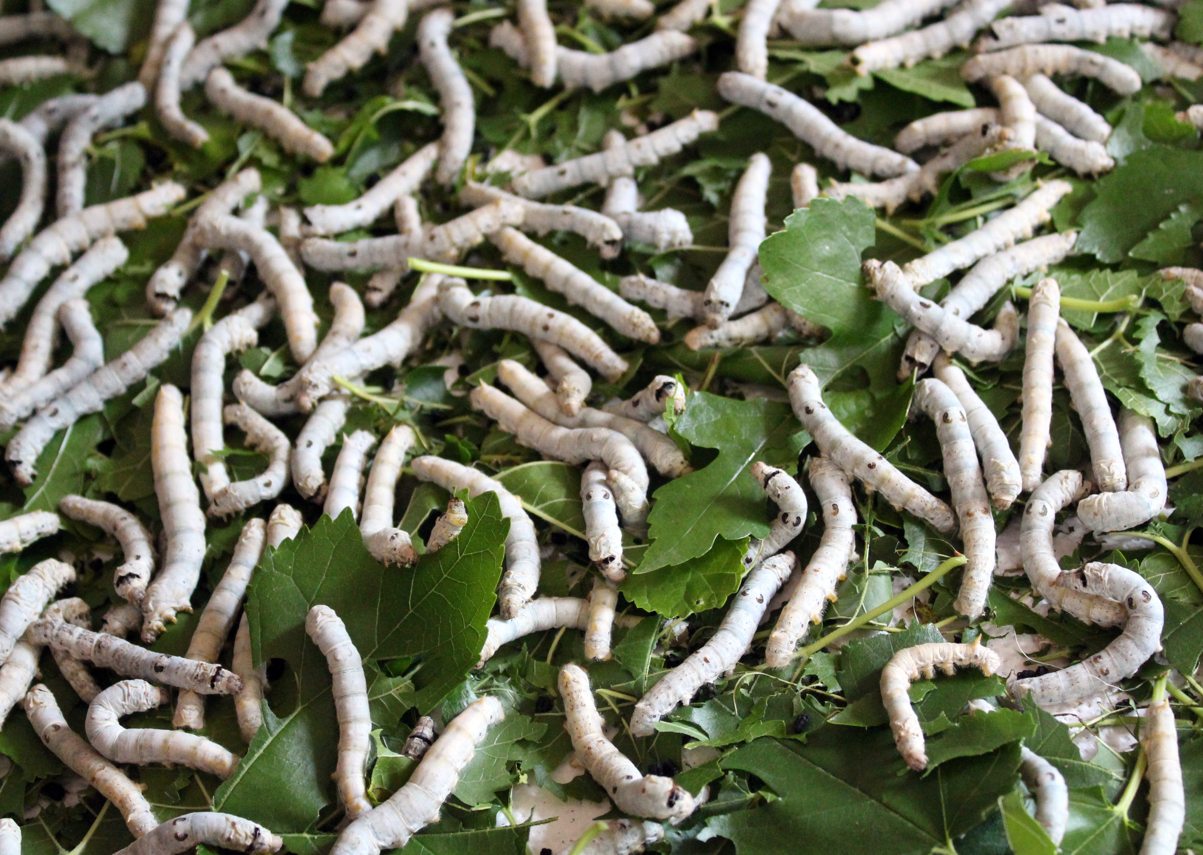 El gusano le había ocasionado una fuerte migraña al paciente que tuvo que acudir a urgencias