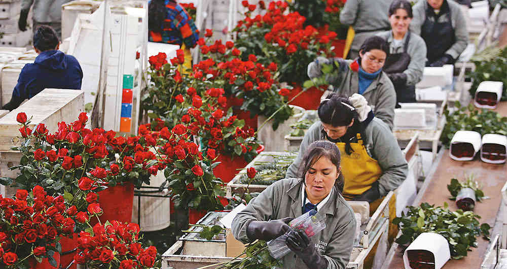 Flores colombianas: ¿qué pasará con San Valentín este año?