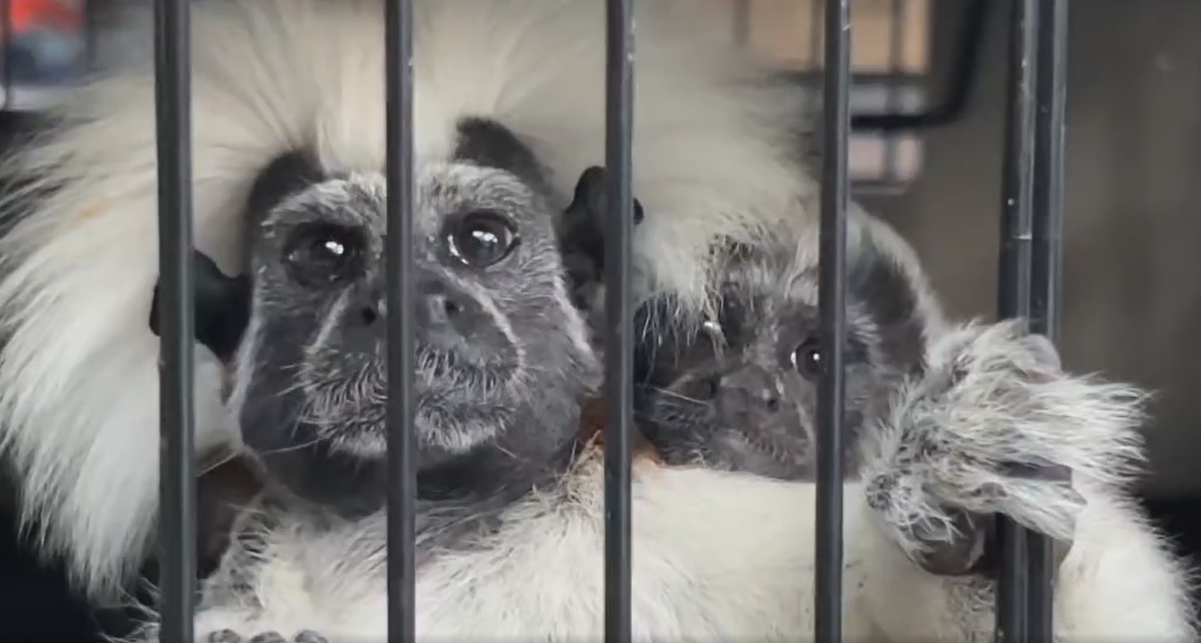 Los cinco adultos y las dos crías que eran víctimas de tráfico ilegal de especiales