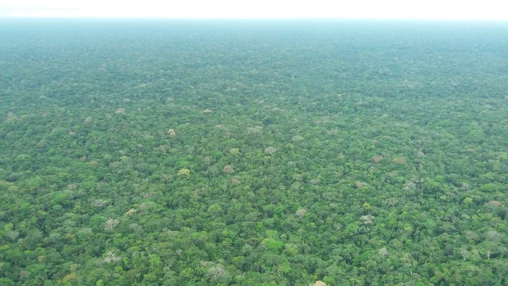 Hectáreas en peligro por deforestación