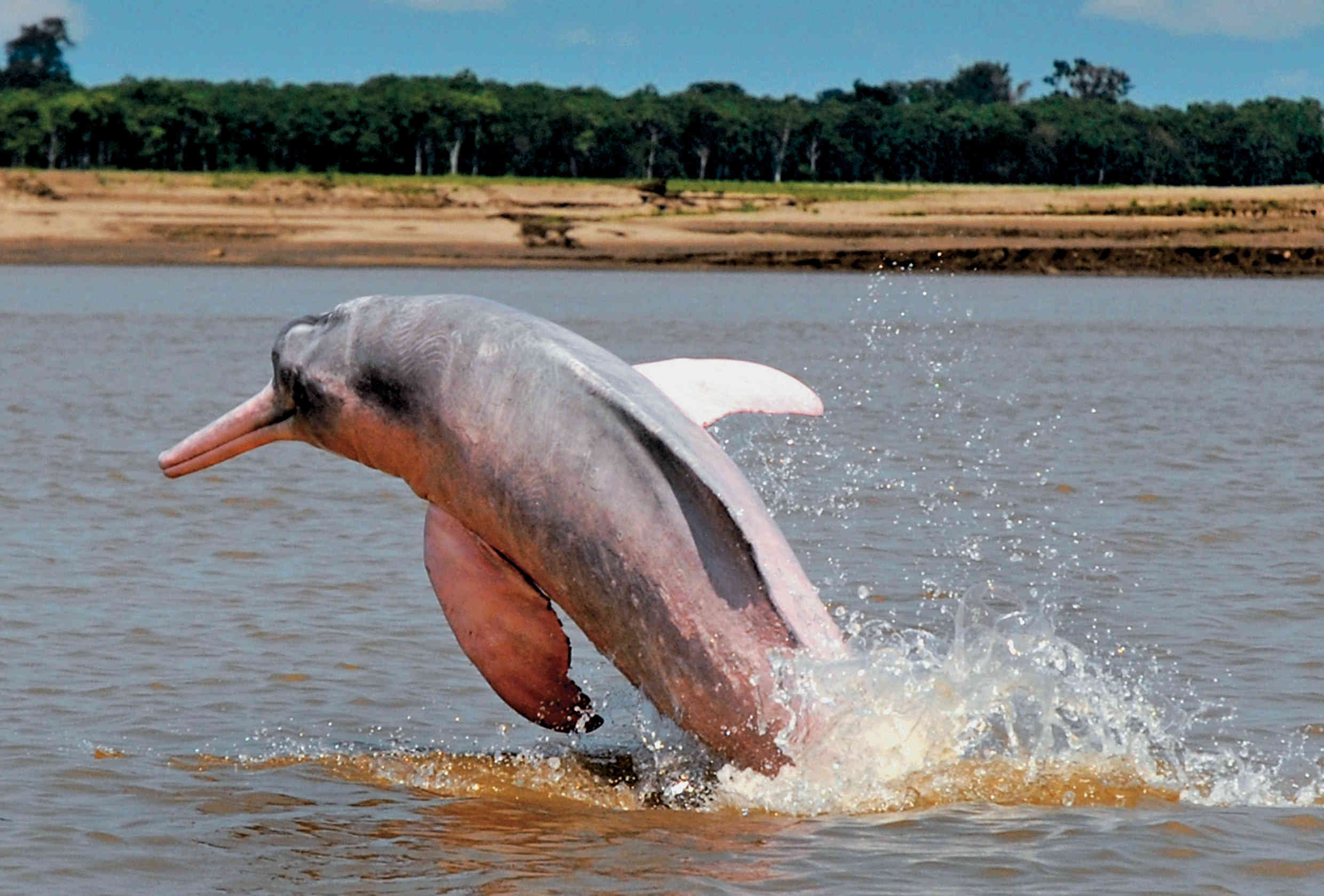 Амазонский дельфин 4. Амазонская иния Дельфин. Розовыми амазонскими речными дельфинами. Амазонский розовый Дельфин. Пресноводный Дельфин амазонки.