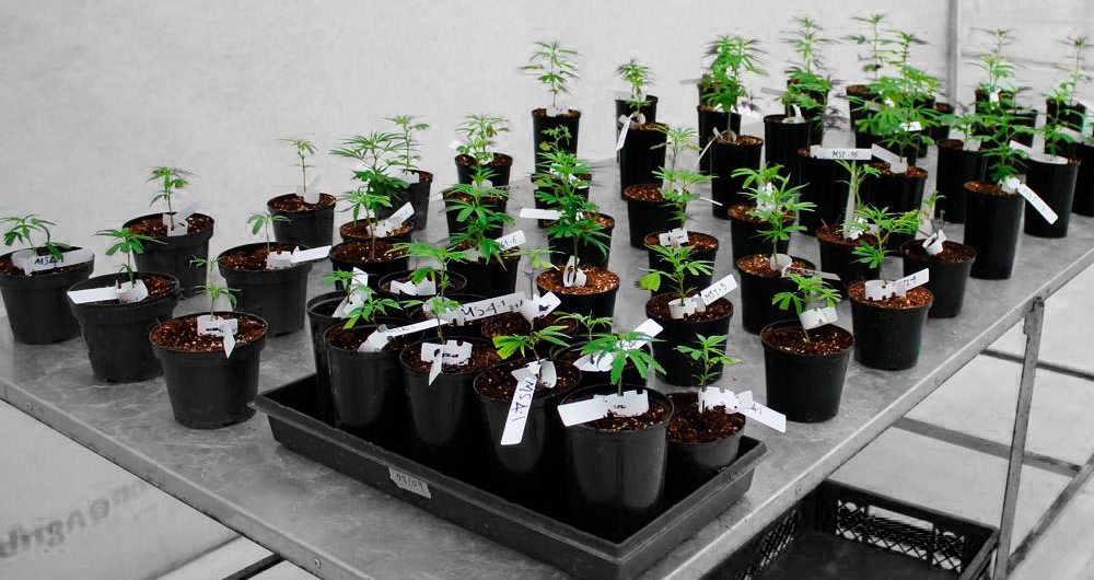 Breedco, compañía colombo-británica, que produce semillas de cannabis
