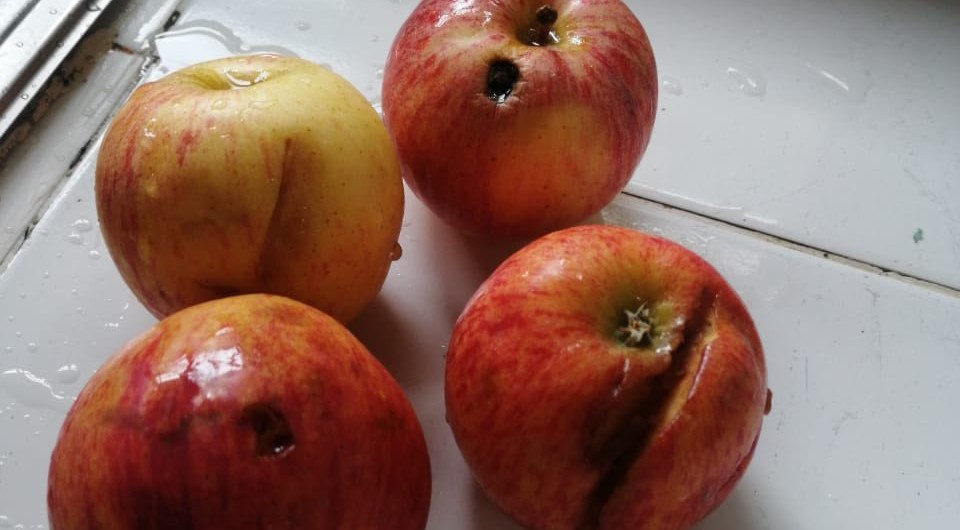 Programa de alimentación escolar en Cali