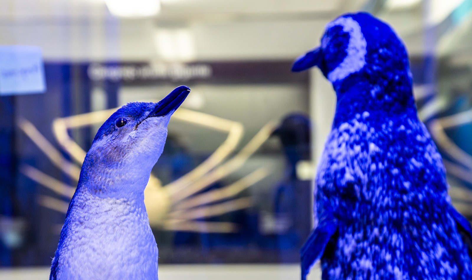 Con más de 50 años de historia, el Museo ha sido un importante espacio para la educación y conservación de los ecosistemas marinos.