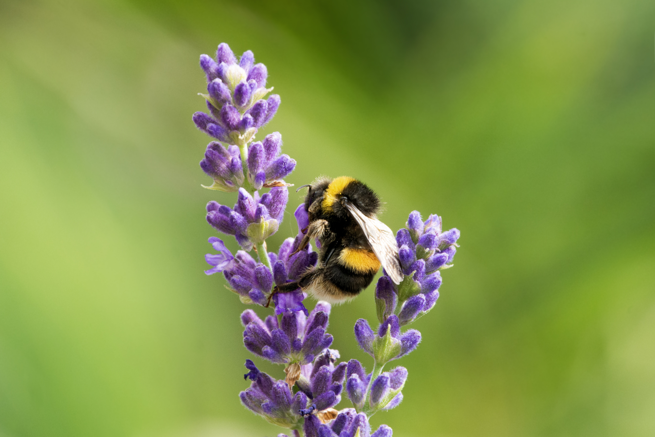 Lavanda, planta medicinal.