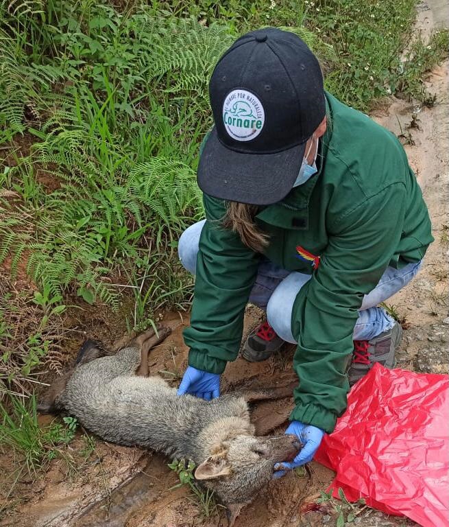En Antioquia investigan envenenamiento de zorros con veneno para