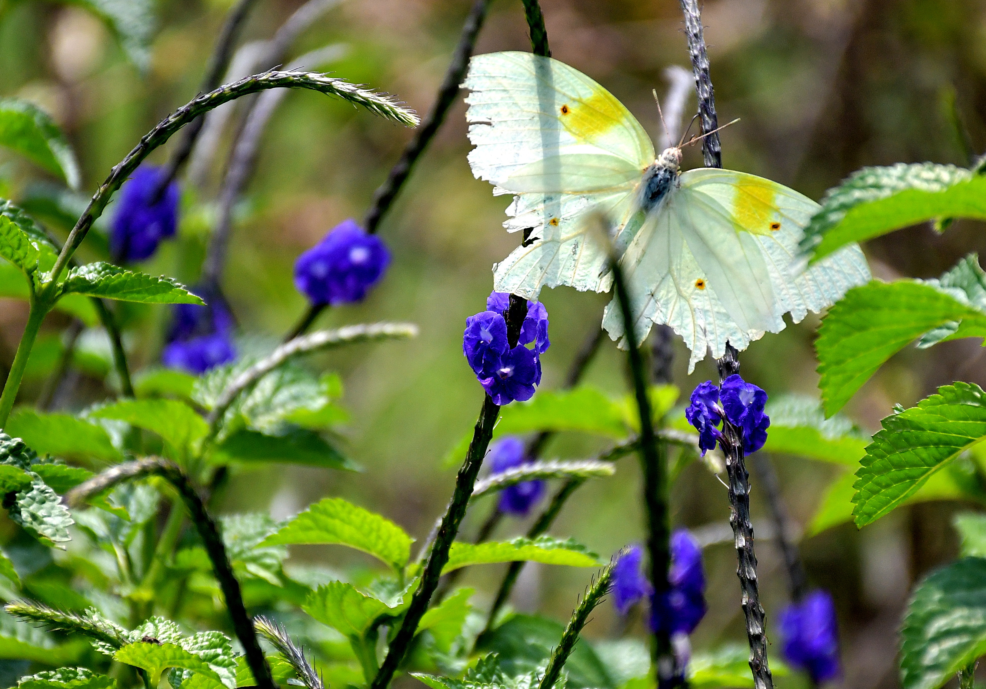 En reconocimiento al evento global más importante realizado en la historia de Cali, el ecoparque ubicado en Pance fue renombrado como Parque de la Biodiversidad COP16. Fotos Raúl Palacios / El Pais.