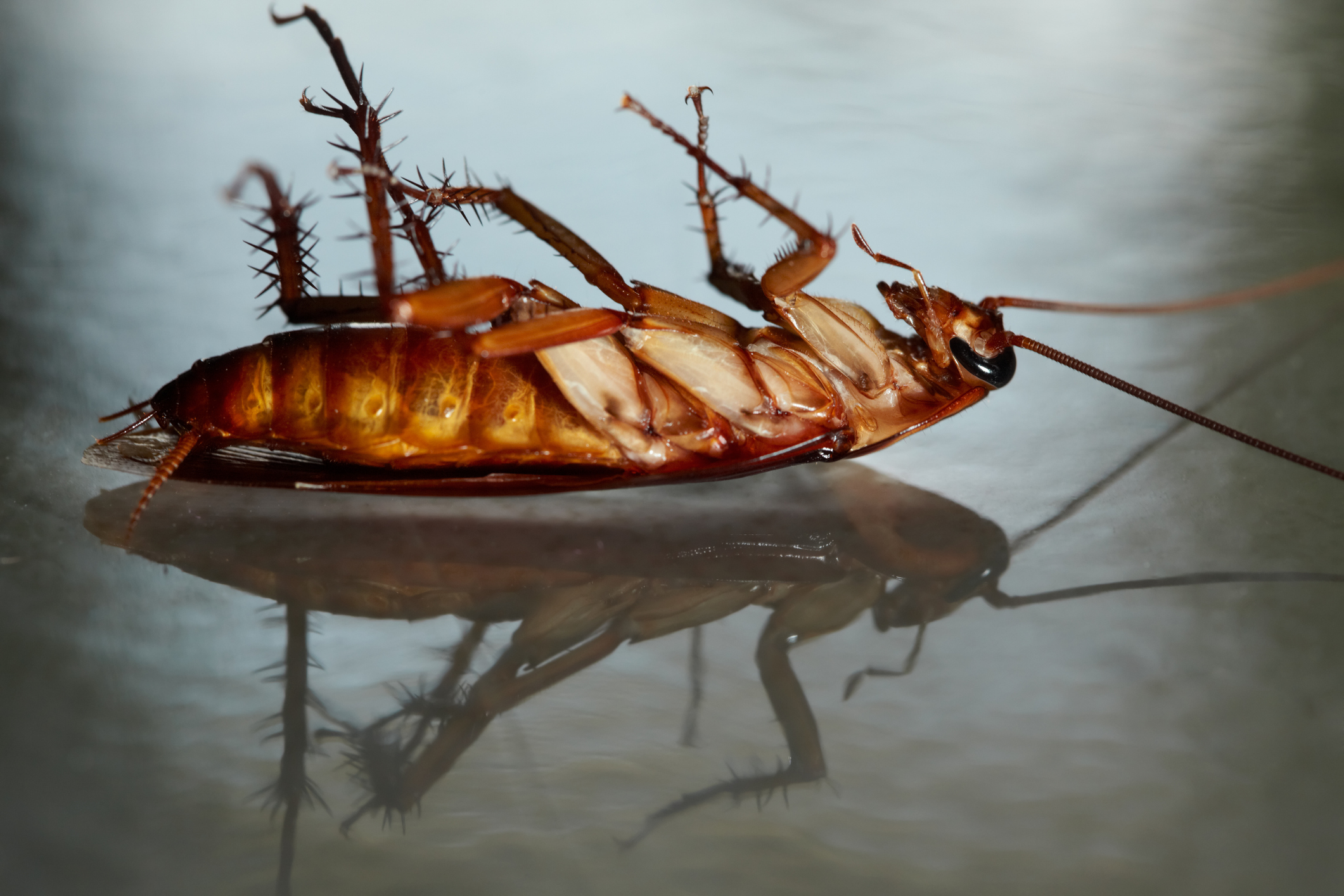 Las cucarachas puede proliferarse y generar afecciones de salud.