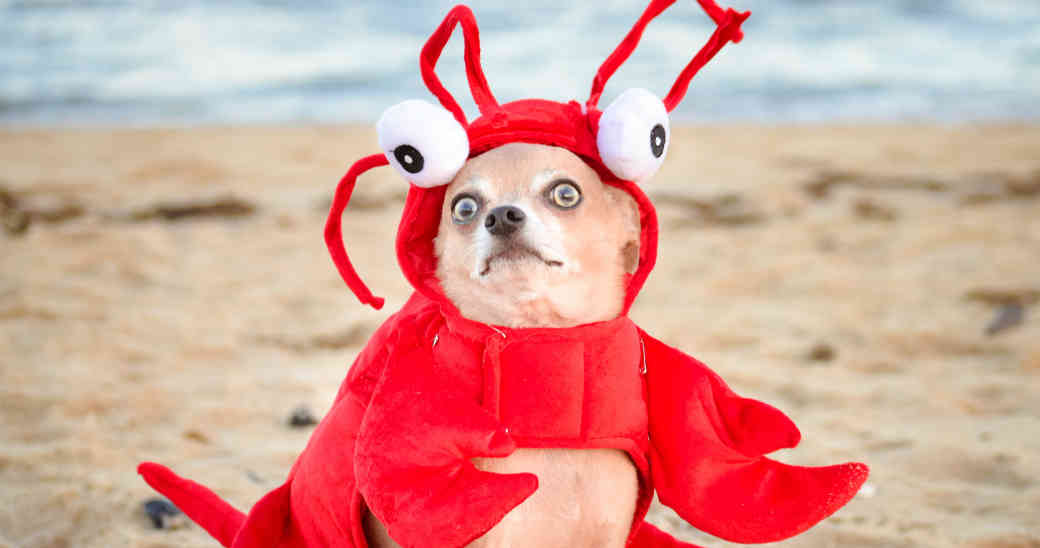 Graciosos, atrevidos, tiernos y especialmente cómodos.