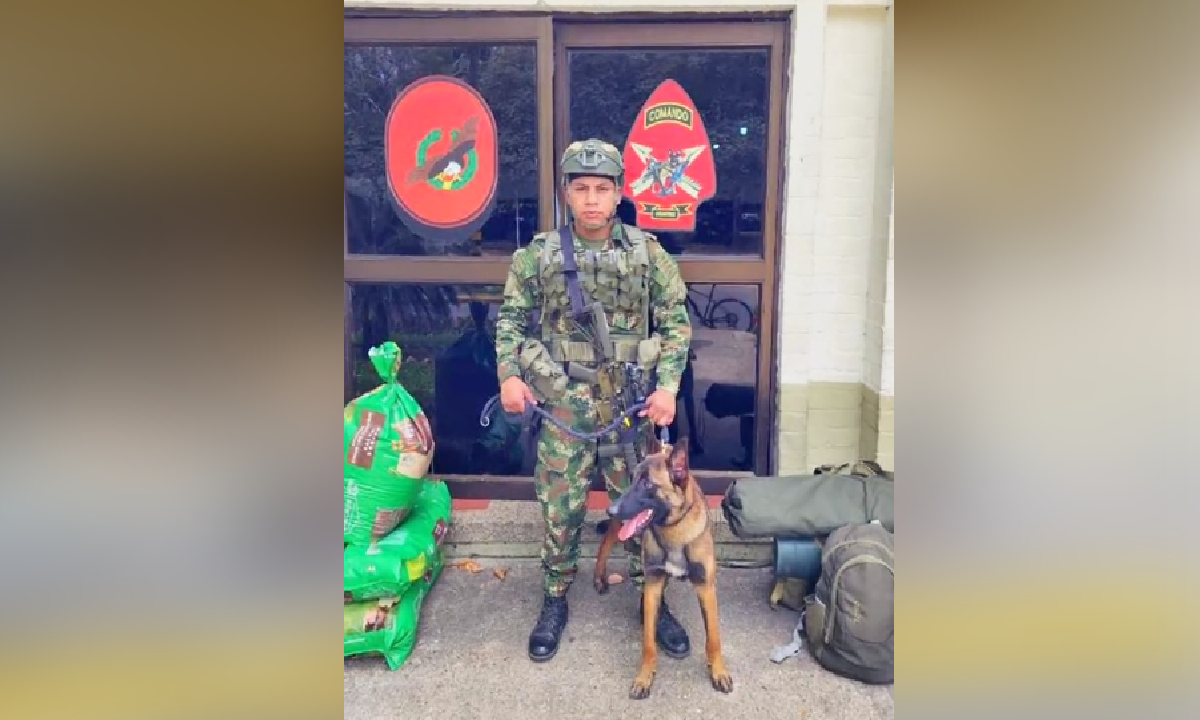 Wilson, perro Héroe del Ejército permanece desaparecido en la selva