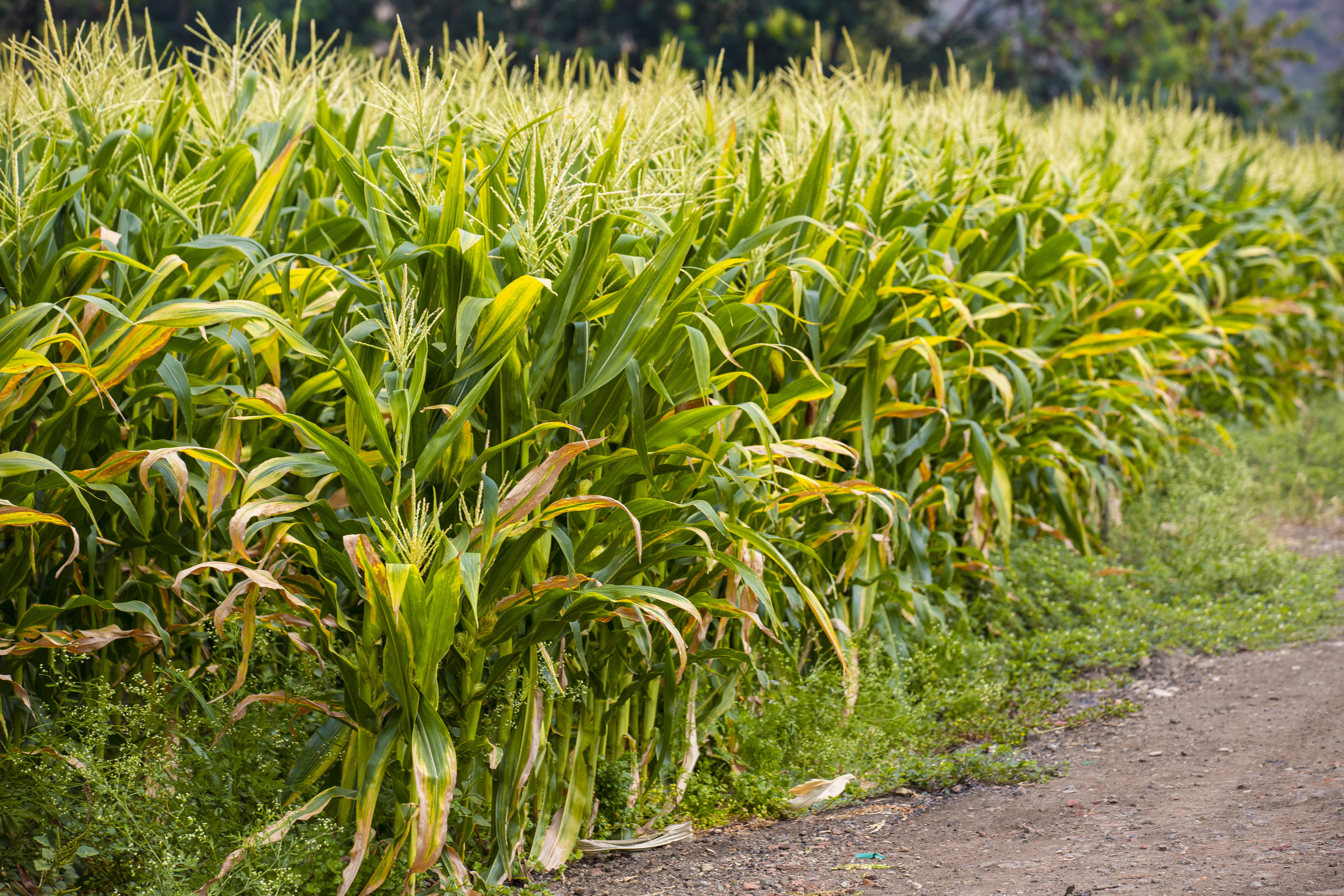 En volumen, las importaciones en diciembre de 2023 aumentaron un 22,2 % con respecto al mismo mes del año anterior.