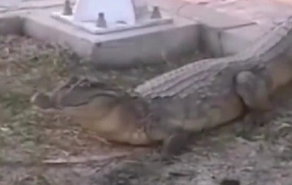 Video: “no me faltes al respeto”: hombre en estado de embriaguez patea a un  cocodrilo en un zoológico