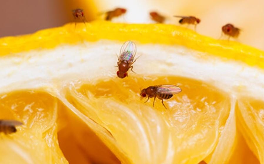 Moscas en fruta