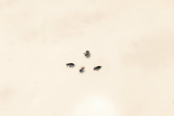 Sí. Existen los piojos púbicos y, desafortunadamente, el preservativo no detiene su contagio. Su nombre científico es Pthirus pubis y pueden transmitirse aun si no hay intercambio de fluidos. Viven 24 horas tras abandonar su huésped, o sea que es posible contagiarse de prendas infectadas. Foto: Pantherstock.