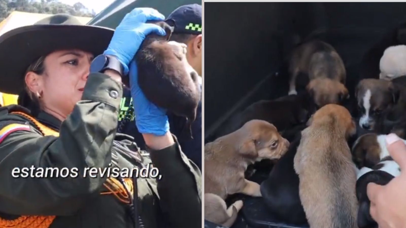 Los perritos rescatados en el cerro de El Cable se encuentran en muy buenas condiciones
Foto X
