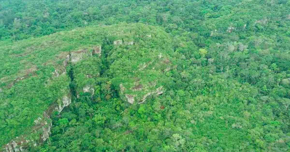 La biodiversidad que se pierde cada vez que se quema o tala una hectárea de  bosques