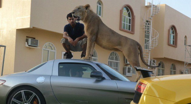 Leones son mascotas de árabes