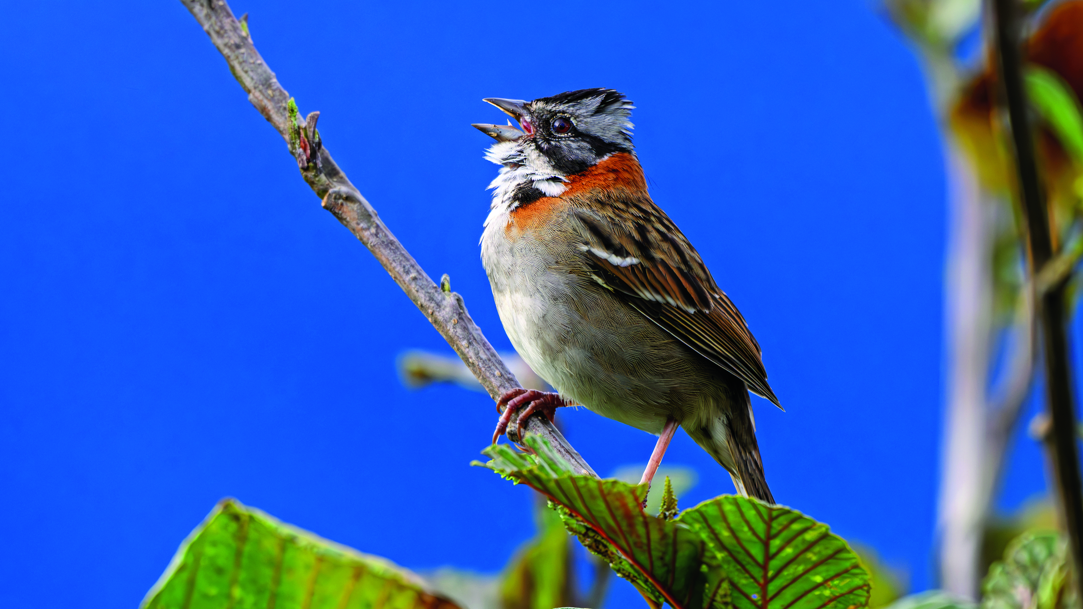 Gorrión Común (Zonotrichia capensis)