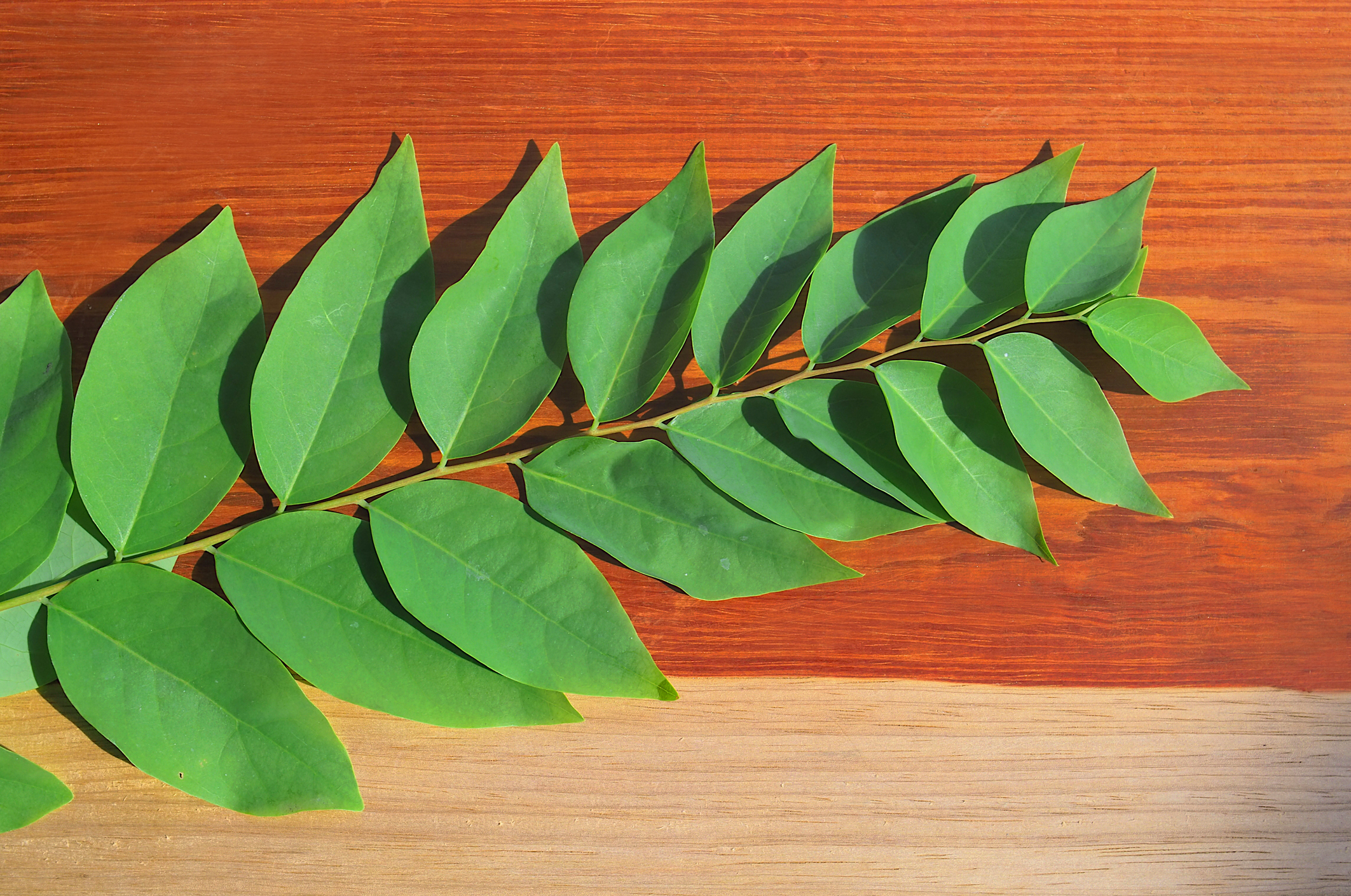 Eucalipto, planta muy conocida.