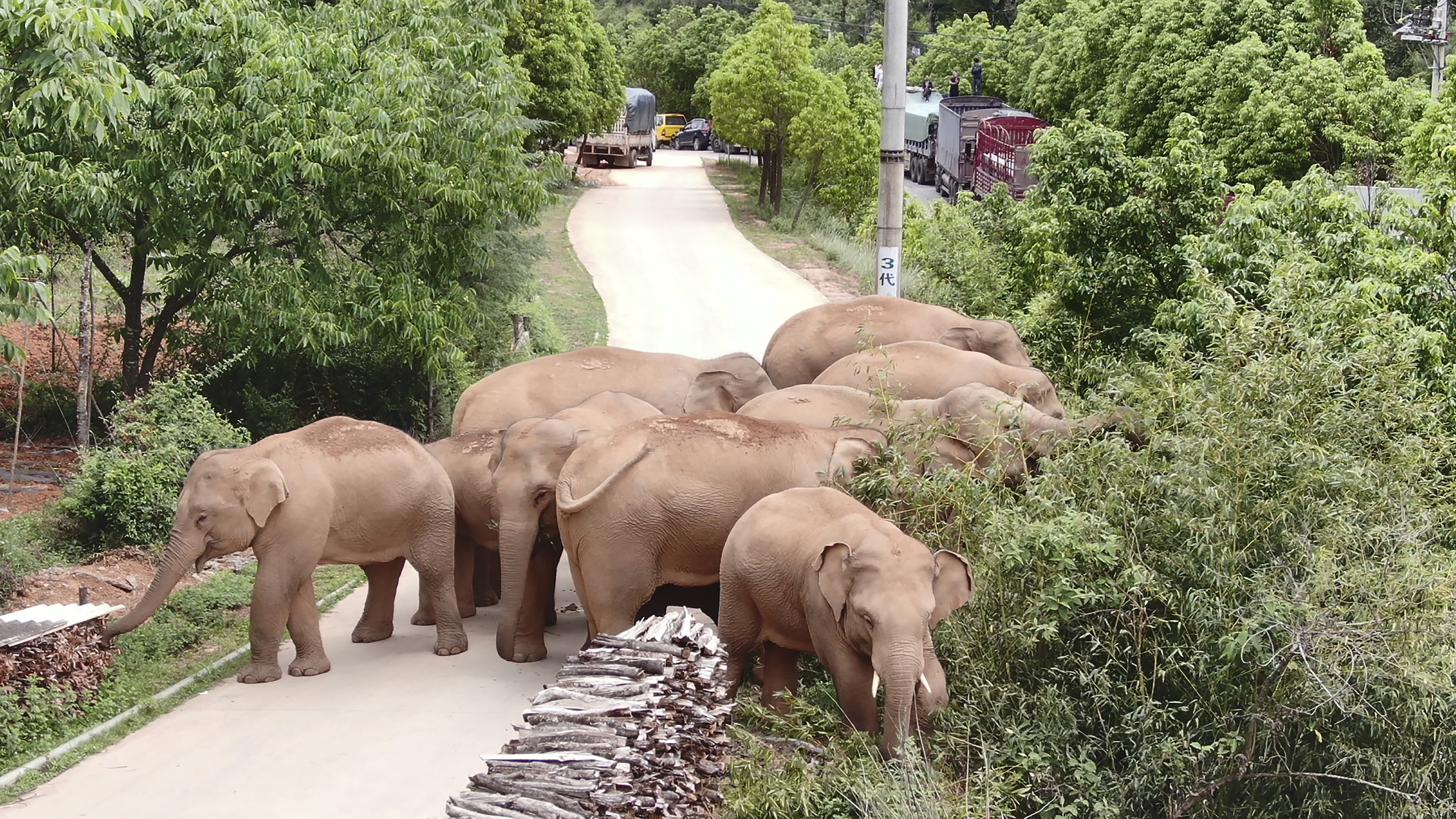 In this photo taken June 4, 2021, and released by the Yunnan Forest Fire Brigade, a migrating herd of elephants graze near Shuanghe Township, Jinning District of Kunming city in southwestern China's Yunnan Province. Already famous at home, China's wandering elephants are now becoming international stars. Major global media, including satellite news stations, news papers and wire services are chronicling the herd's more-than year-long, 500 kilometer (300 mile) trek from their home in a wildlife reserve in mountainous southwest Yunnan province to the outskirts of the provincial capital of Kunming. (Yunnan Forest Fire Brigade via AP)