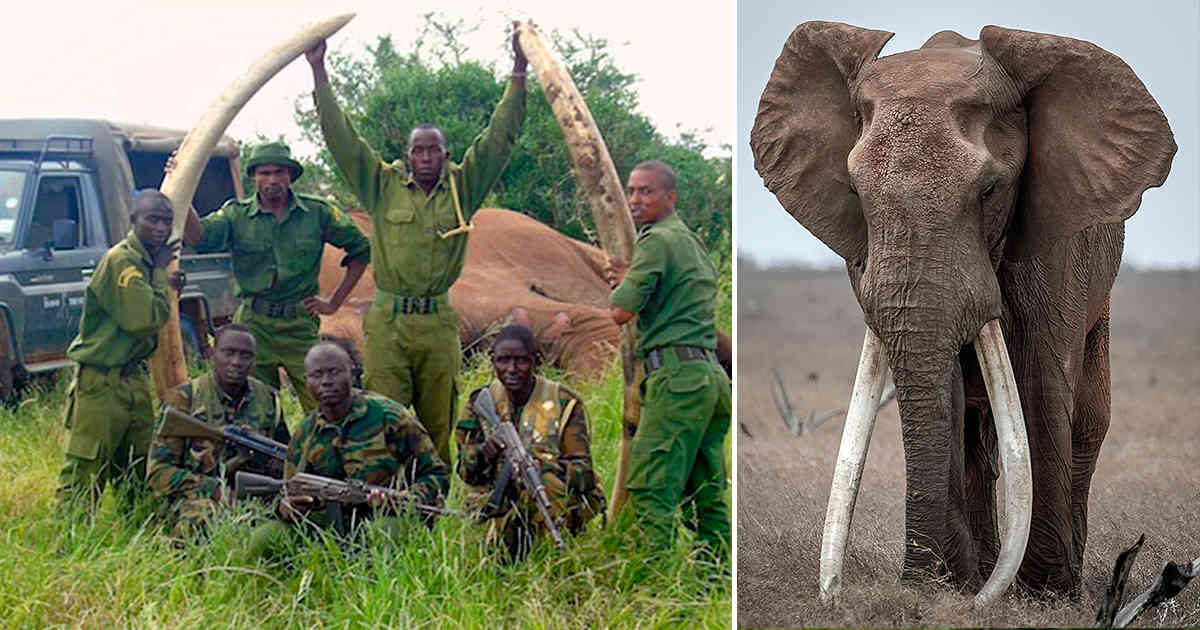 satao ii uno de los elefantes más longevos del mundo asesinado