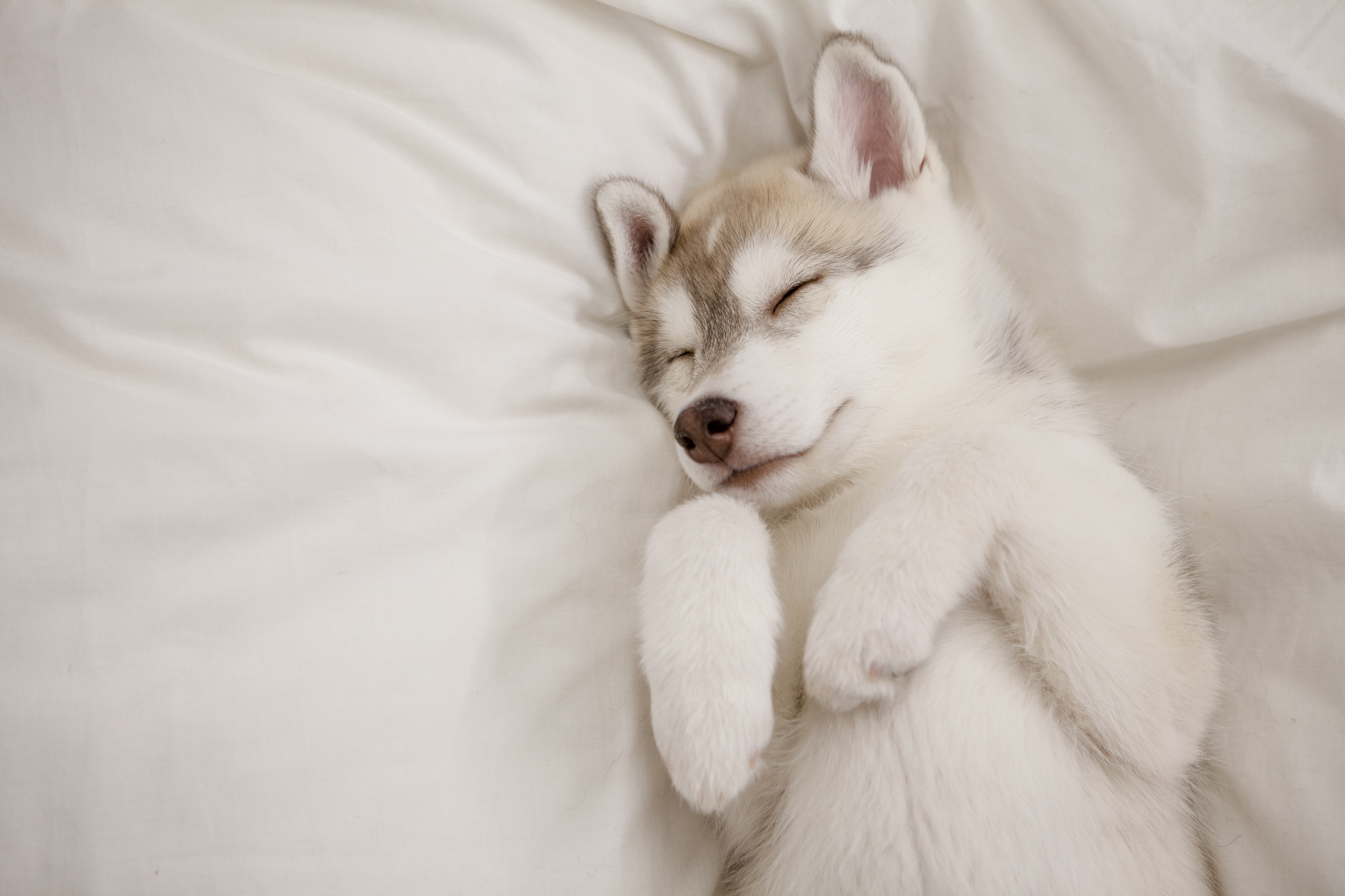 Insatisfecho Dormido fertilizante Perros ¿En qué sueñan mientras duermen?