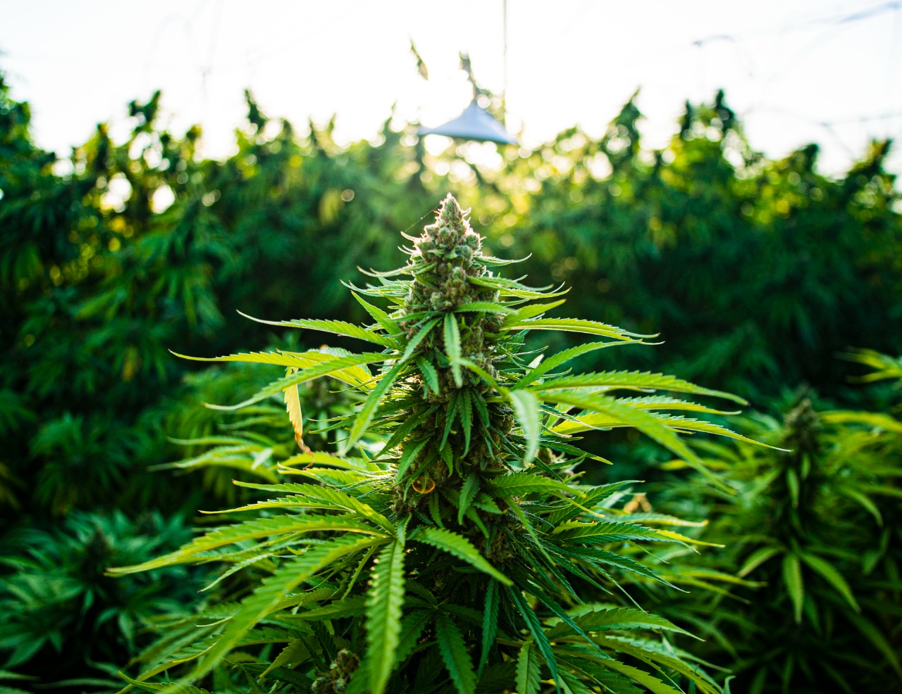 La internacionalización de la flor seca de cannabis podría tomar entre uno a tres años en consolidarse.