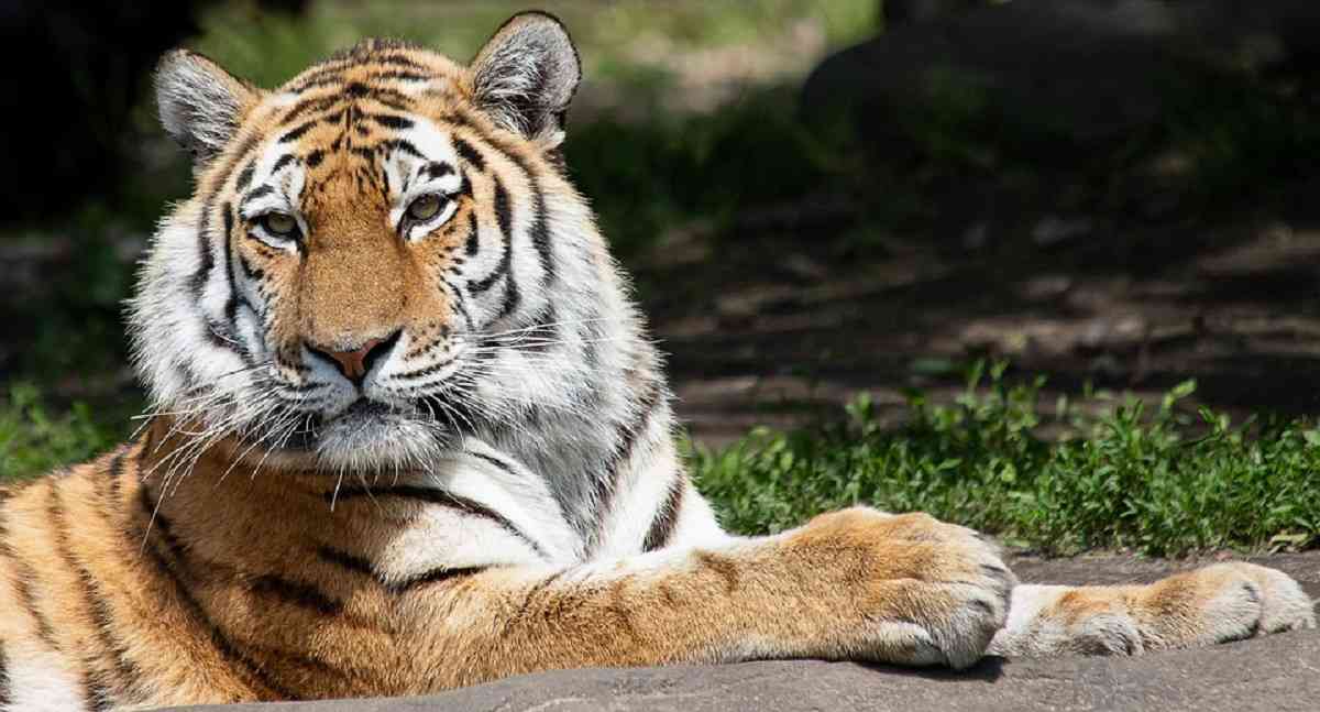 Coronavirus en el mundo: Cinco tigres y tres leones contagiados en  zoológico de Nueva York