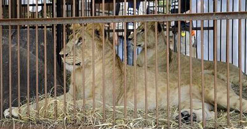 Defensores de animales llevarán leones de circo a África