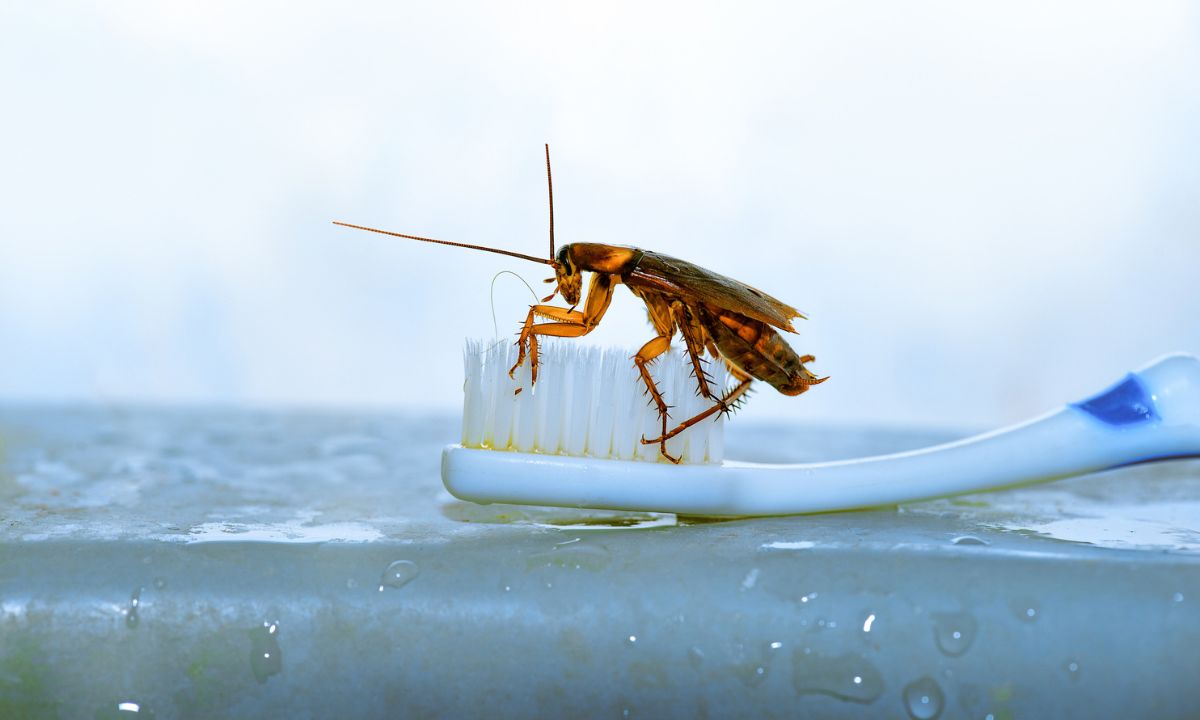Vela para ahuyentar cucarachas.