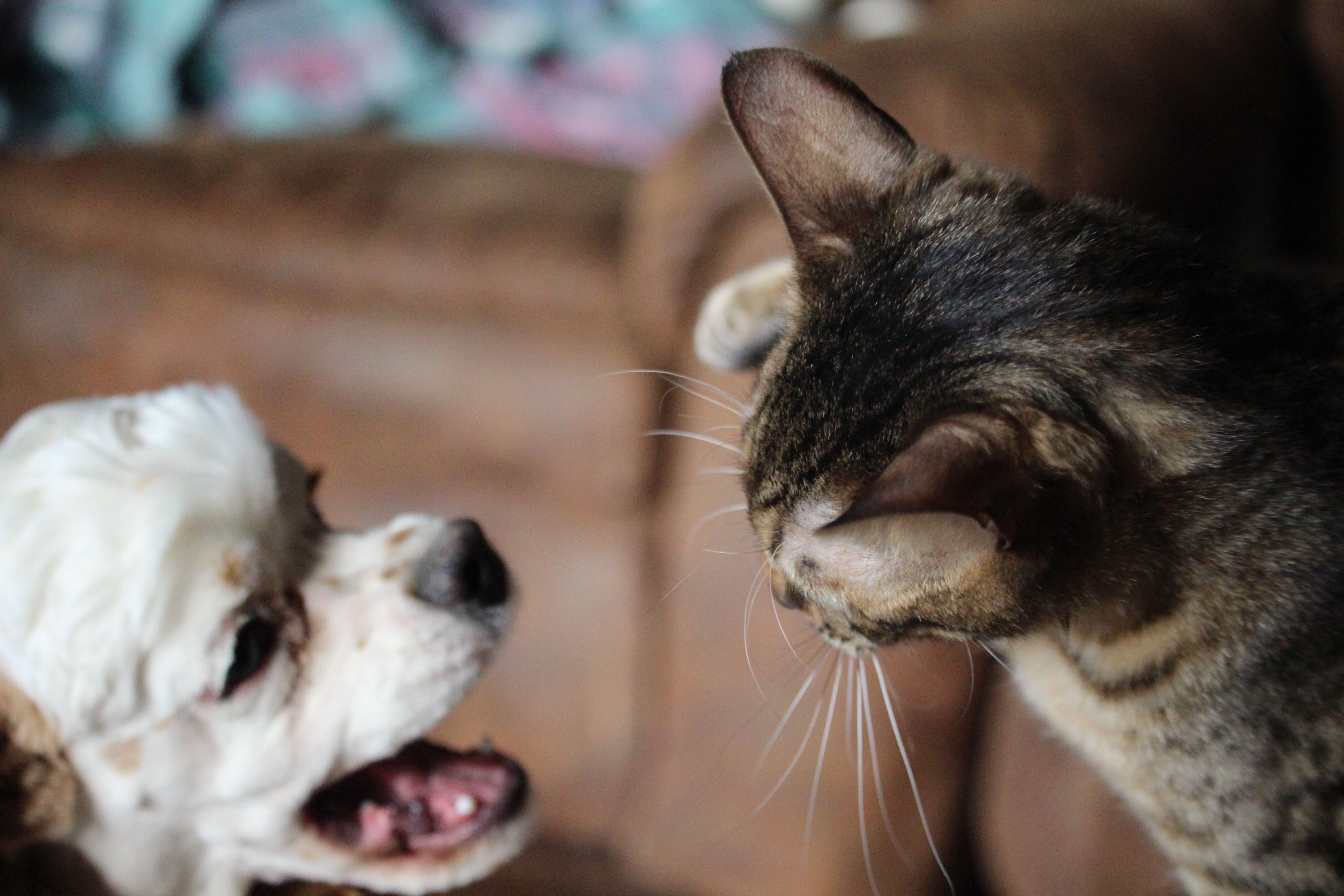 son buenos los perros pastores sheltie con los gatos