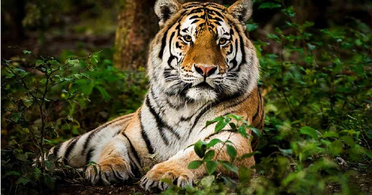 Quedan menos de 4.000 tigres salvajes en el mundo