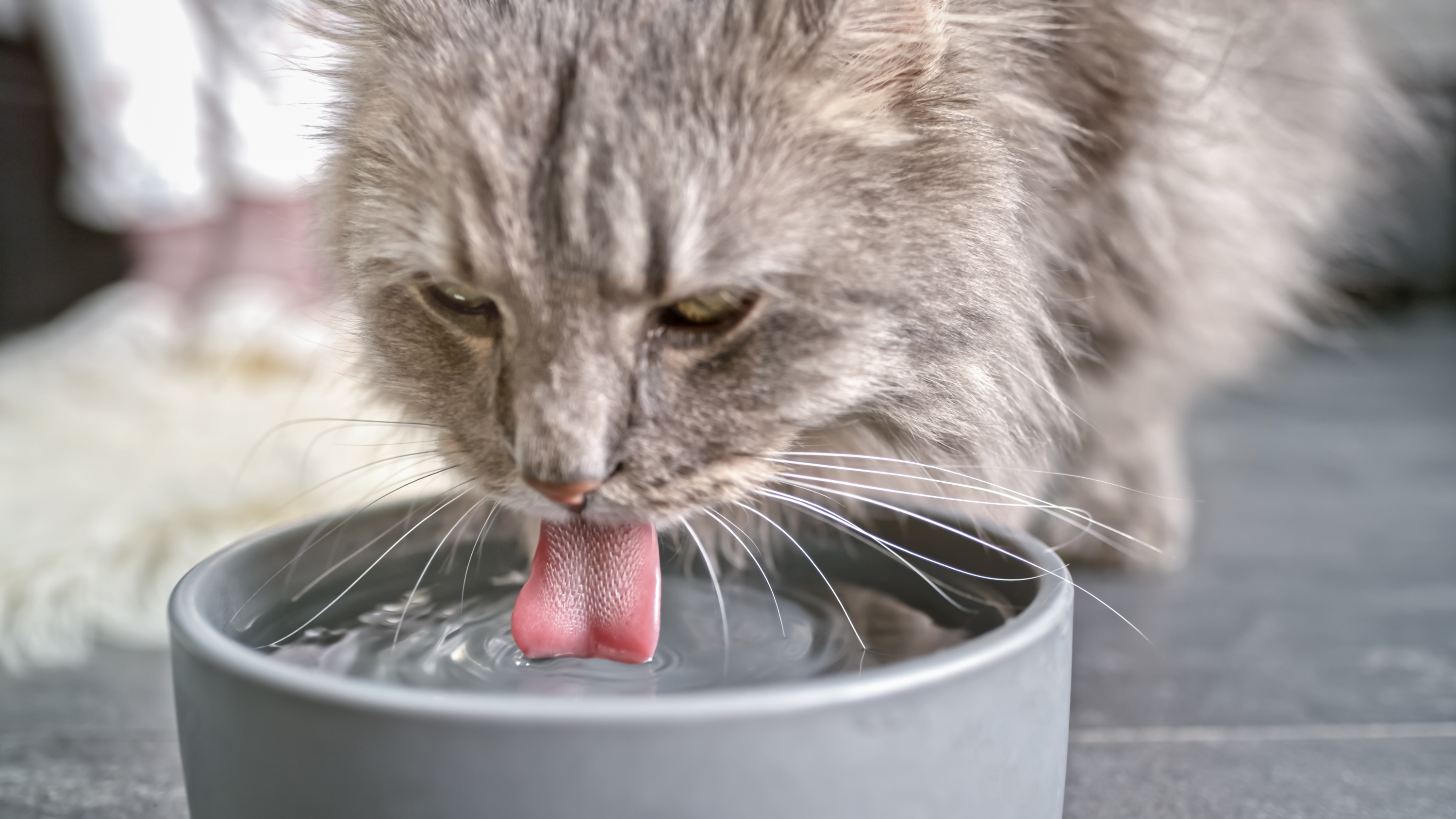 Al tomar agua los gatos usan sus papilas para consumir más líquido.