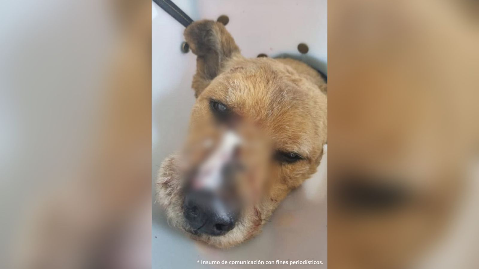 Cárcel para hombre extranjero que atacó brutalmente a un perro con un  machete