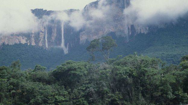 El hallazgo del árbol más alto del Amazonas y por qué es una incógnita su  gran tamaño