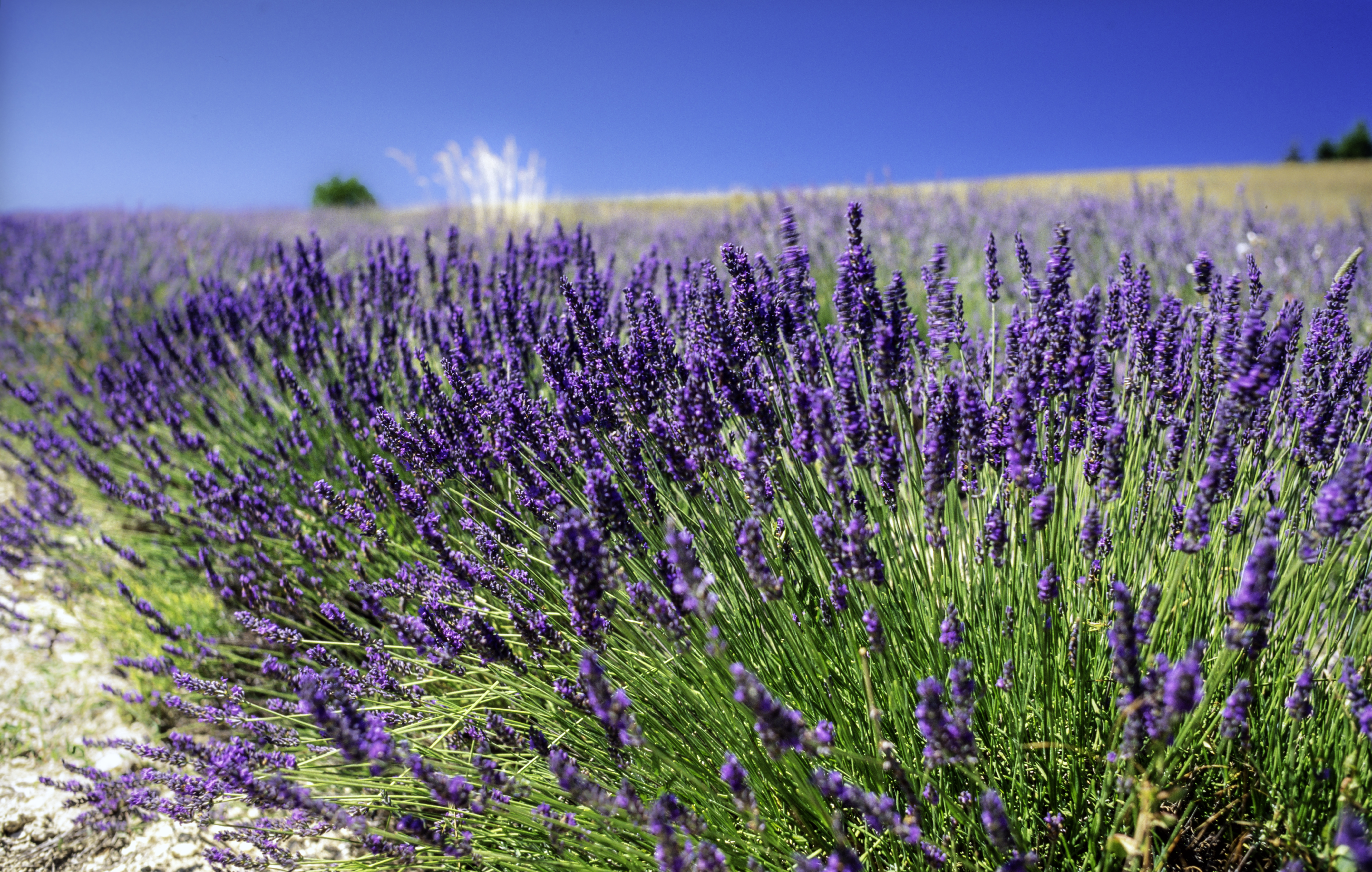 Lavanda