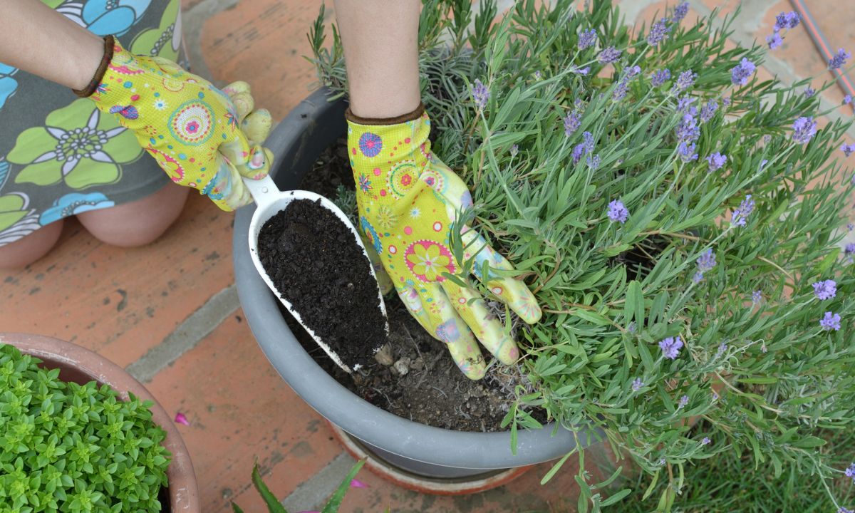 Así se debe sembrar la lavanda.