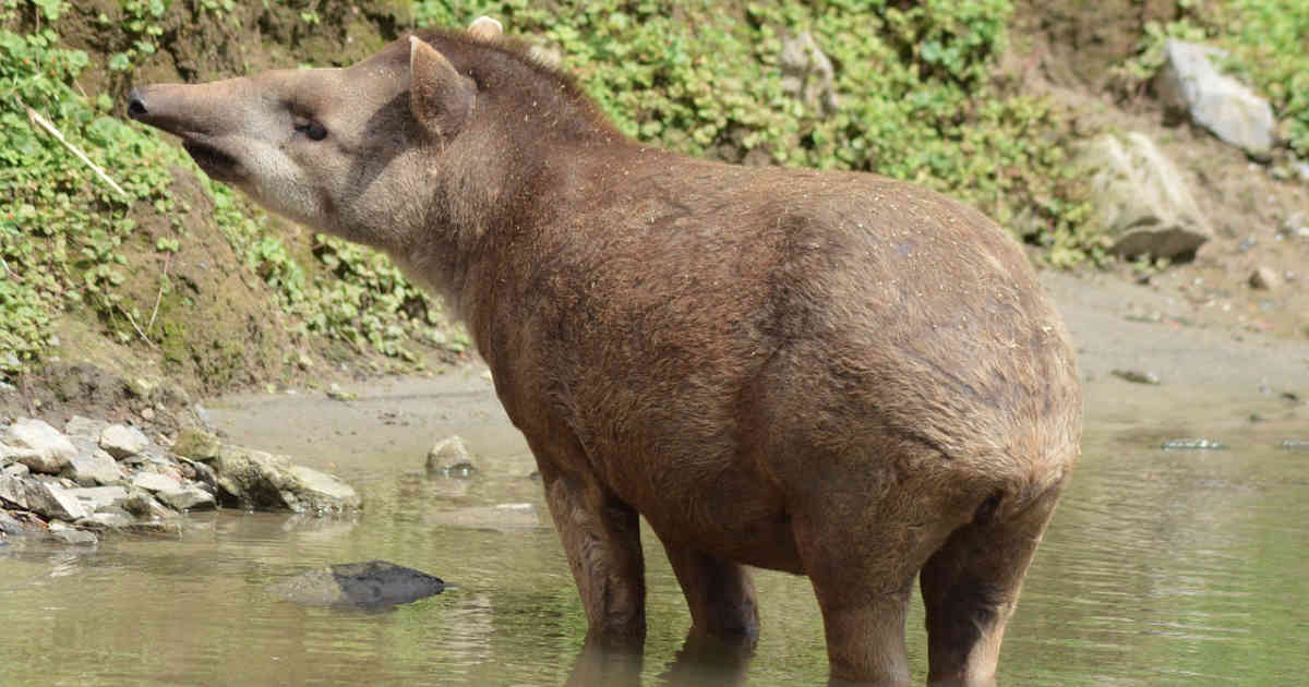 El tapir también es conocido como danta y es una de las especies amenazadas en Colombia. Foto: Pixabay