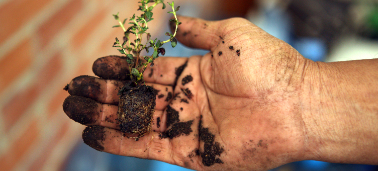 Para sembrar plántulas pequeñas, primero sumerja sus raíces en agua.