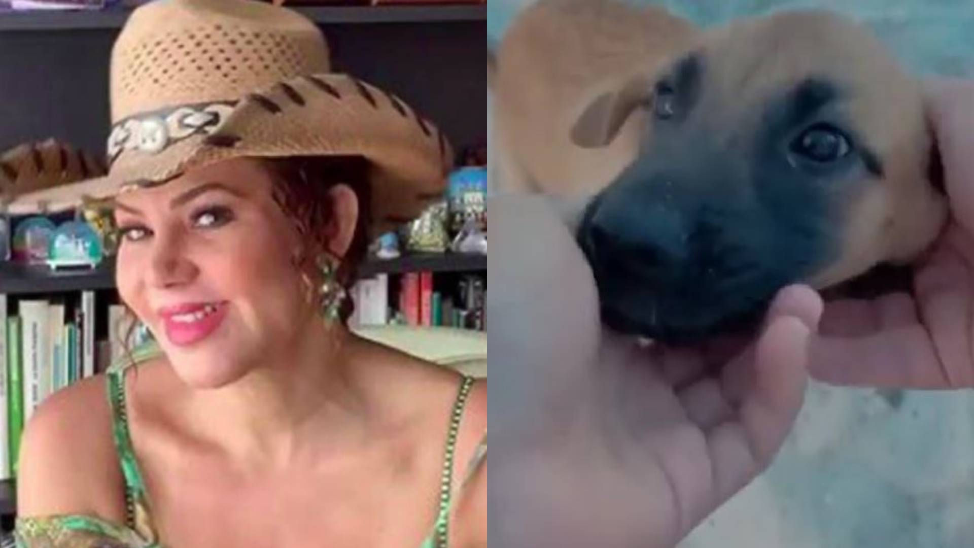 Lady Noriega Asi Llamo Maluma A Una Perrita Y La Respuesta De La Actriz No Se Hizo Esperar