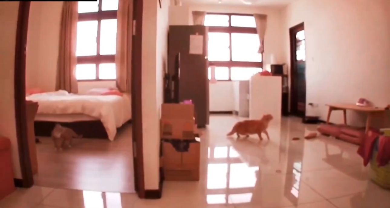 Los gatos sintieron el temblor segundos antes