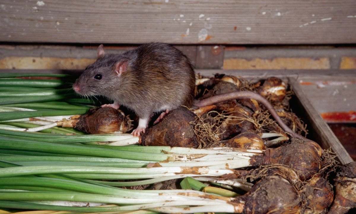 Planta que ahuyenta ratones.