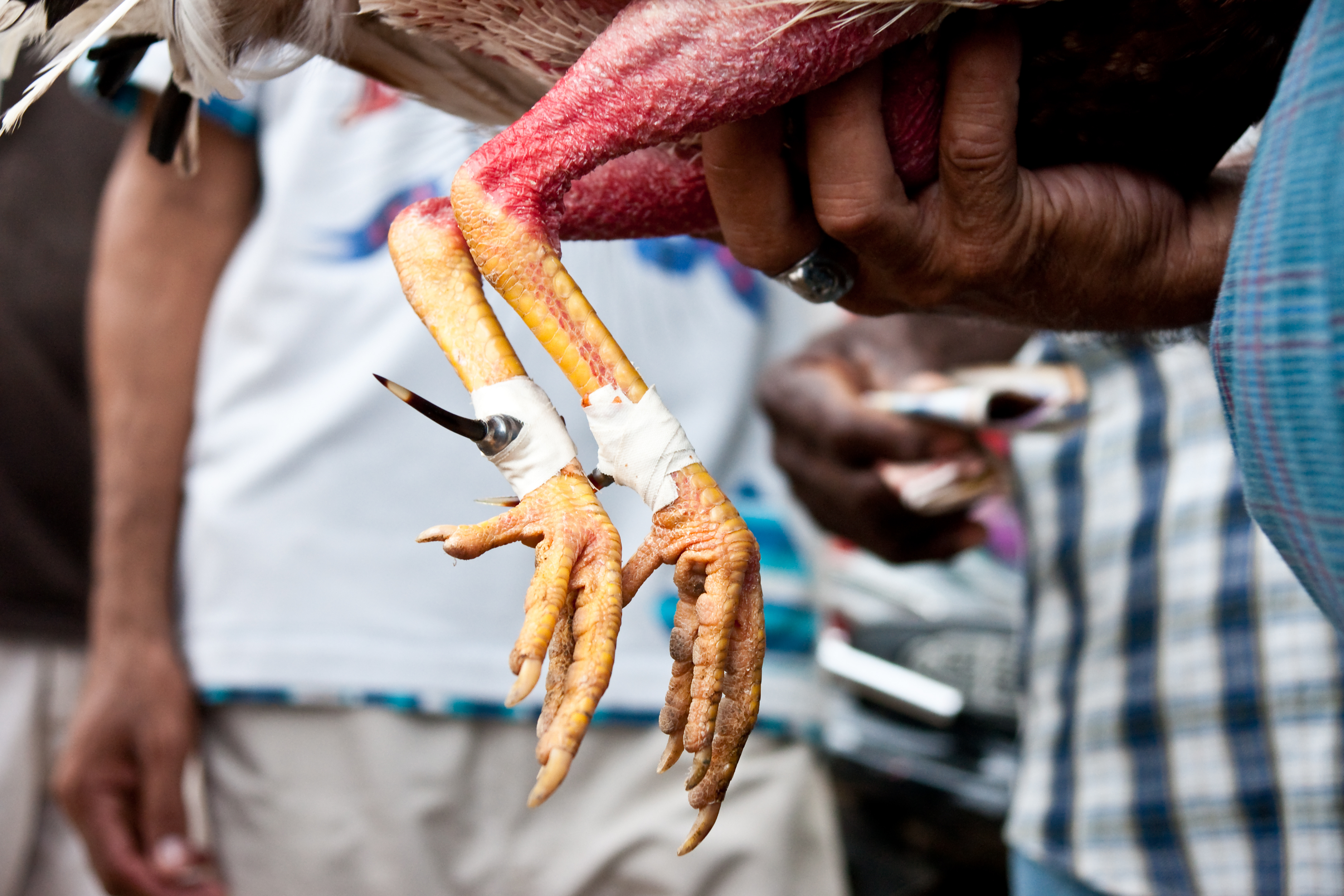 En algunos lugares, en el marco de las peleas de gallos, los duelo de los animales atan espuelas metálicas o cuchillas en las patas de los pollos para hacer 'más letal' su ataque.
