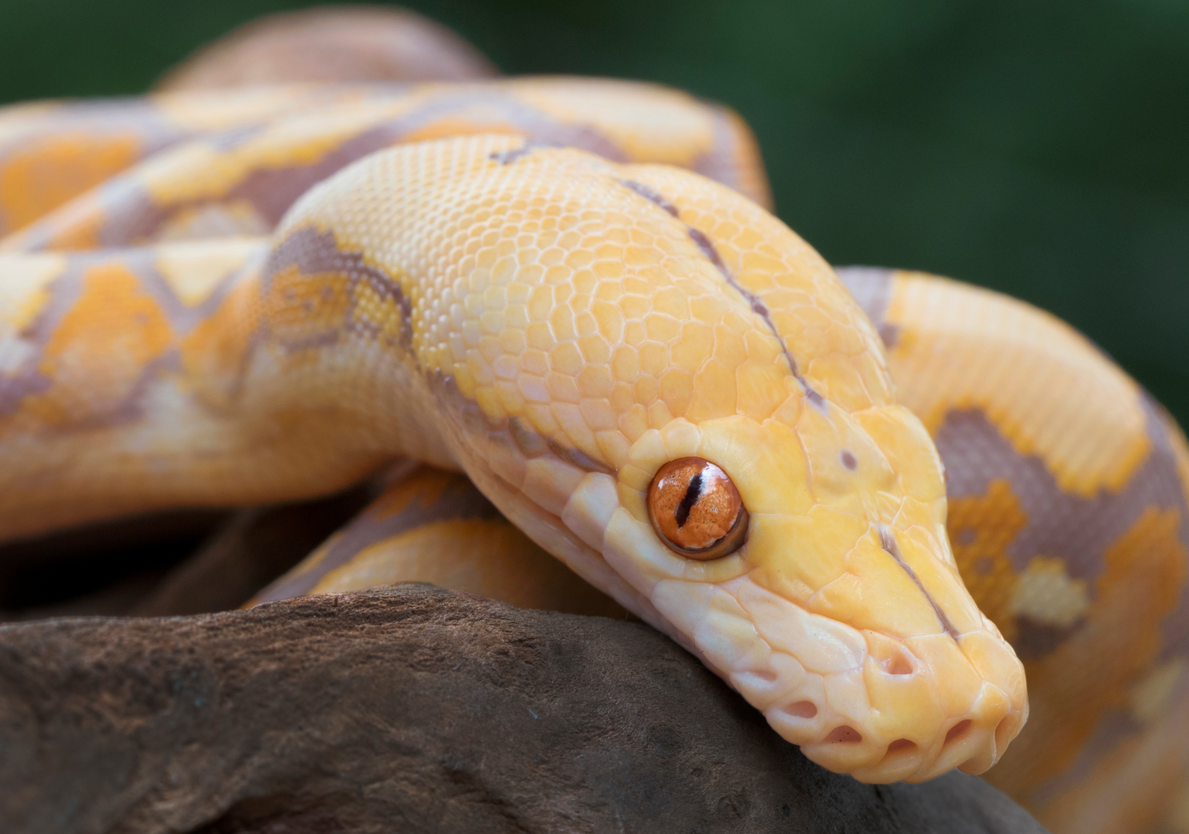 Video: encuentran una serpiente de 3 metros en un supermercado en Australia