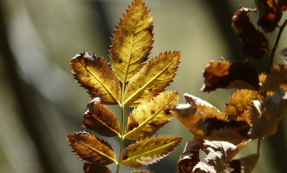 Hojas negras / marchitas