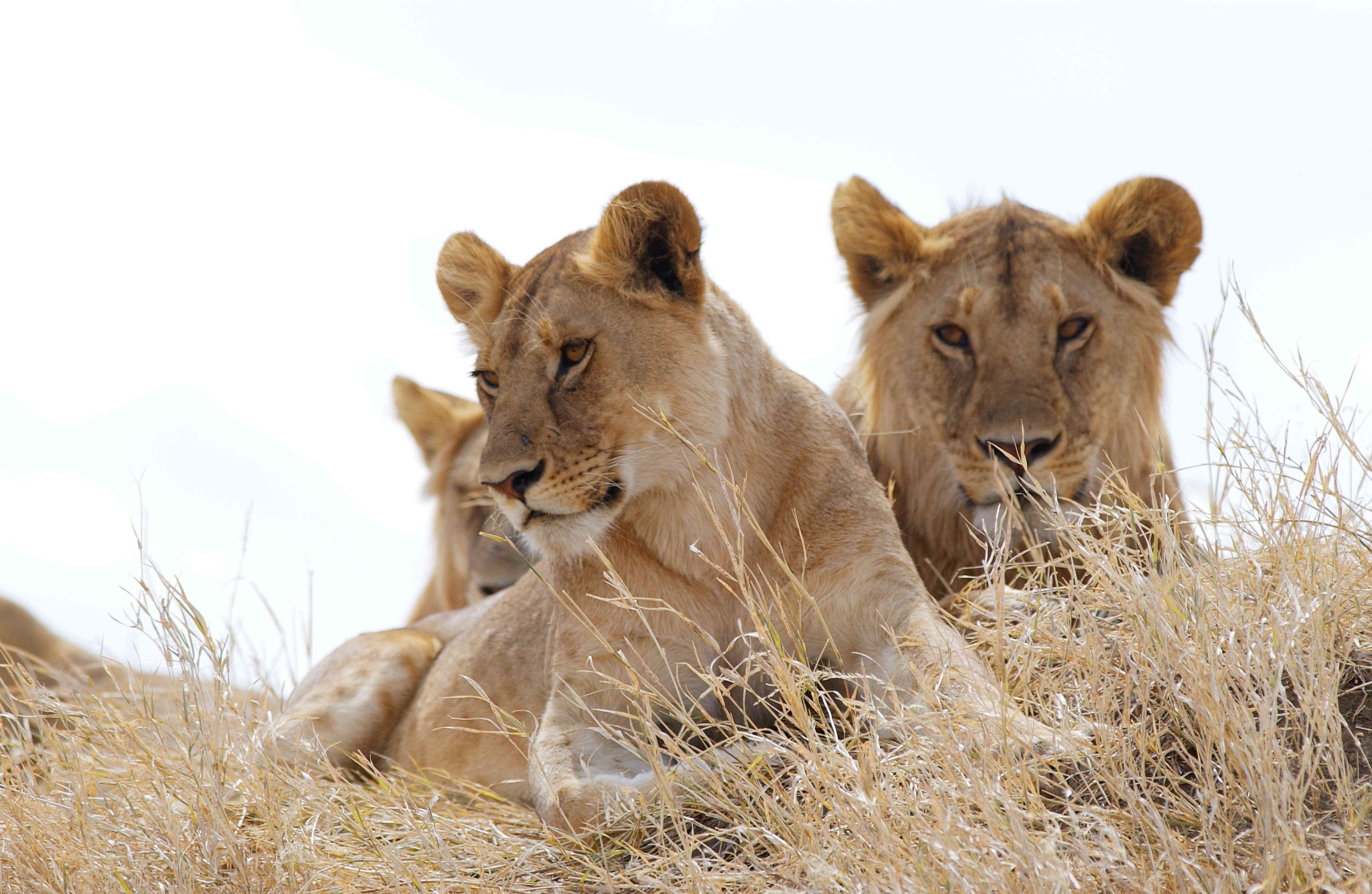 10 datos curiosos de los leones