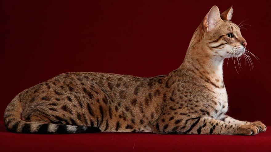 19 fabulosos gatos que cuestan una fortuna, TENDENCIAS