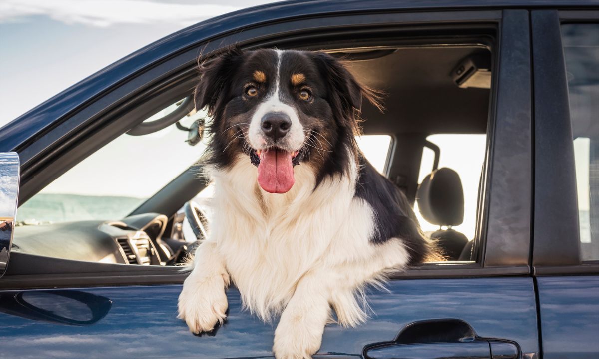 son los perros mas inteligentes mas dificiles de entrenar